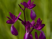 Orchis laxiflora 31, IJle orchis, Saxifraga-Jan Nijendijk
