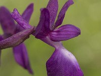 Orchis laxiflora 8, IJle orchis, Saxifraga-Willem van Kruijsbergen