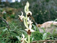 Orchis levantina 1, Saxifraga-Hans Dekker