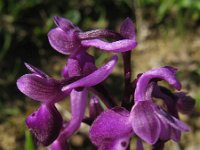 Orchis longicornu 1, Saxifraga-Rutger Barendse