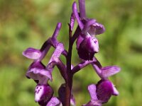 Orchis longicornu 14, Saxifraga-Hans Dekker