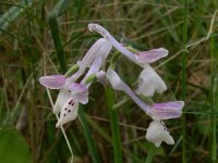 Orchis longicornu 21, Saxifraga-Peter Meininger