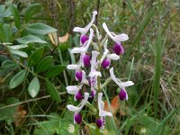 Orchis longicornu 23, Saxifraga-Peter Meininger