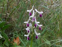 Orchis longicornu 24, Saxifraga-Peter Meininger