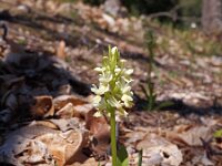 Orchis markusii 2, Saxifraga-Hans Dekker