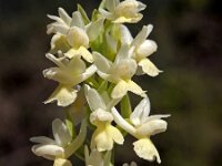 Orchis markusii 4, Saxifraga-Hans Dekker