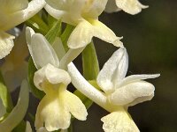 Orchis markusii 5, Saxifraga-Hans Dekker
