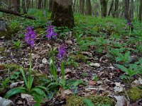 Orchis mascula 64, Mannetjesorchis, Saxifraga-Ed Stikvoort
