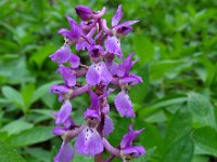Orchis mascula 69, Mannetjesorchis, Saxifraga-Ed Stikvoort