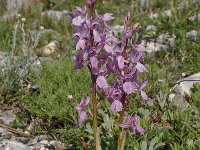 Orchis mascula ssp ovalis 75, Saxifraga-Harry Jans
