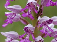 Orchis militaris 10, Soldaatje, Saxifraga-Willem van Kruijsbergen