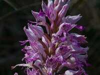 Orchis militaris 12, Soldaatje, Saxifraga-Willem van Kruijsbergen