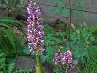 Orchis militaris 15, Soldaatje, Saxifraga-Willem van Kruijsbergen