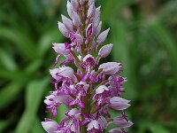 Orchis militaris 17, Soldaatje, Saxifraga-Willem van Kruijsbergen