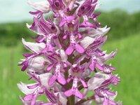 Orchis militaris 23, Soldaatje, Saxifraga-Jan Willem Jongepier