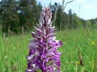 Orchis militaris 24, Soldaatje, Saxifraga-Jan Willem Jongepier