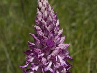 Orchis militaris 25, Soldaatje, Saxifraga-Jan van der Straaten
