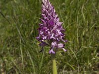 Orchis militaris 26, Soldaatje, Saxifraga-Jan van der Straaten