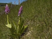 Orchis militaris 28, Soldaatje, Saxifraga-Marijke Verhagen