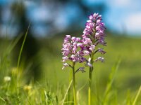 Military Orchid  Military Orchid (Orchis militaris) in a fresh field of grass : Military Orchid, background, backgrounds, beauty, close, decoration, easter, environment, europe, european, field, flora, flower, fragility, frame, fresh, freshness, garden, gardening, grass, green, head, high, image, label, landscape, macro, maculata, militaris, natural, nature, nobody, orchid, orchidaceae, orchis, petal, pink, plant, purple, sepal, single, spring, vertical