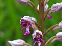 Orchis militaris 34, Soldaatje, Saxifraga-Hans Dekker