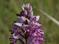 Orchis militaris 35, Soldaatje, Saxifraga-Bas Klaver