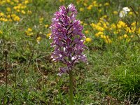 Orchis militaris 37, Soldaatje, Saxifraga-Dirk Hilbers