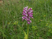 Orchis militaris 38, Soldaatje, Saxifraga-Dirk Hilbers