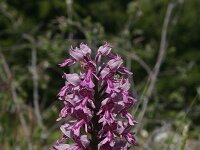 Orchis militaris 40, Soldaatje, Saxifraga-Dirk Hilbers