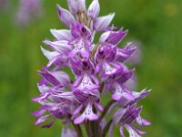 Orchis militaris 41, Soldaatje, Saxifraga-Hans Dekker