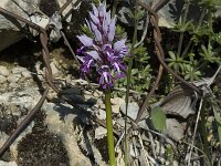Orchis militaris 5, Soldaatje, Saxifraga-Jan van der Straaten