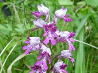 Orchis militaris 51, Soldaatje, Saxifraga-Rutger Barendse