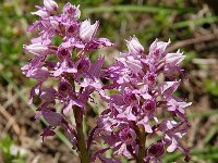 Orchis militaris 54, Soldaatje, Saxifraga-Harry Jans