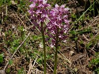 Orchis militaris 55, Soldaatje, Saxifraga-Harry Jans