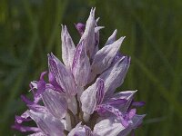 Orchis militaris 6, Soldaatje, Saxifraga-Jan van der Straaten