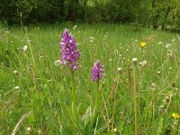 Orchis militaris 69, Soldaatje, Saxifraga-Hans Grotenhuis