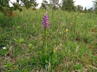 Orchis militaris 70, Soldaatje, Saxifraga-Hans Grotenhuis