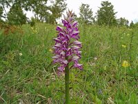 Orchis militaris 71, Soldaatje, Saxifraga-Hans Grotenhuis