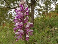 Orchis militaris 72, Soldaatje, Saxifraga-Hans Grotenhuis