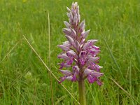 Orchis militaris 75, Soldaatje, Saxifraga-Hans Grotenhuis