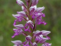 Orchis militaris 8, Soldaatje, Saxifraga-Willem van Kruijsbergen