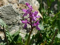 Orchis olbiensis 1, Saxifraga-Dirk Hilbers