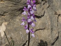 Orchis olbiensis 12, Saxifraga-Willem van Kruijsbergen