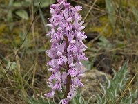 Orchis olbiensis 17, Saxifraga-Willem van Kruijsbergen