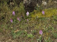 Orchis olbiensis 23, Saxifraga-Willem van Kruijsbergen