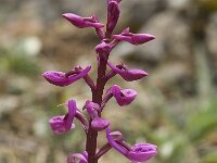 Orchis olbiensis 24, Saxifraga-Jan van der Straaten