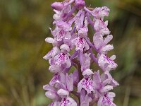 Orchis olbiensis 28, Saxifraga-Jan van der Straaten