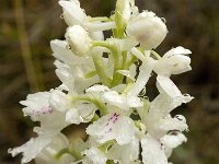 Orchis olbiensis 32, Saxifraga-Jan van der Straaten