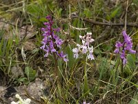 Orchis olbiensis 34, Saxifraga-Jan van der Straaten