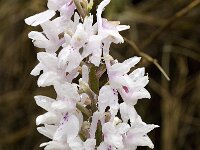 Orchis olbiensis 35, Saxifraga-Jan van der Straaten